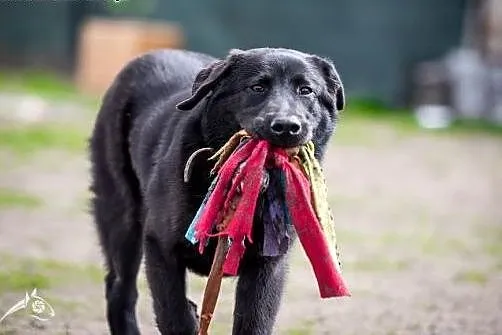 8 miesięczny szczeniak w typie labradora- do adopc