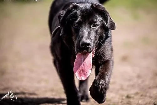8 miesięczny szczeniak w typie labradora- do adopc
