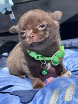 Lilac & chocolate boys chihuahua luksusowej szczenięta, Mazowieckie, Warszawa