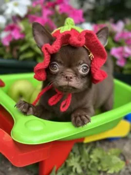 Lilac & chocolate boys chihuahua luksusowej szczenięta, Mazowieckie, Warszawa