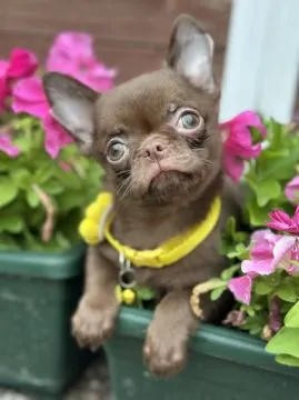 Lilac & chocolate boys chihuahua luksusowej szczenięta