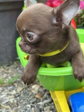 Lilac & chocolate boys chihuahua luksusowej szczenięta, Mazowieckie, Warszawa