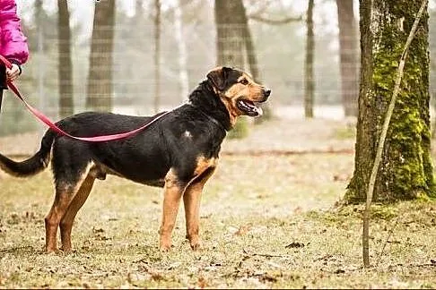 Podpalany, piękny Badi :),  warmińsko-mazurskie Ol