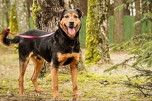 Podpalany, piękny Badi :),  warmińsko-mazurskie Ol