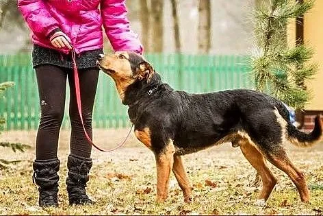 Podpalany, piękny Badi :),  warmińsko-mazurskie Ol