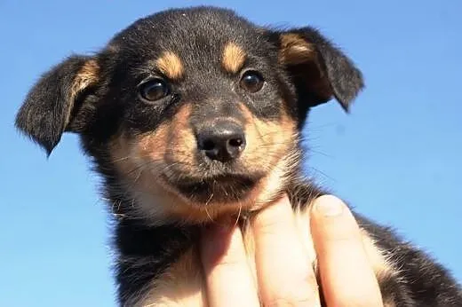 ​​​Cudny KUBUŚ - adopcja ,  małopolskie Kraków