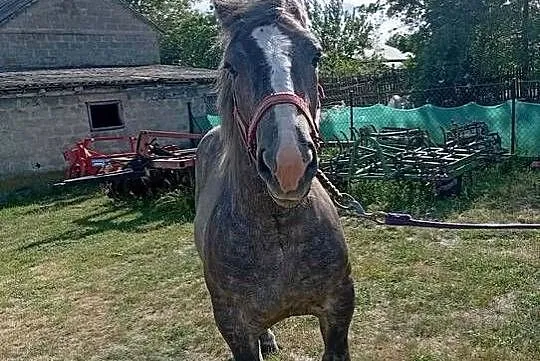 Sprzedam ogierka, Lubelskie, Pogranicze