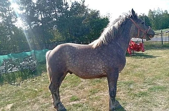 Sprzedam ogierka, Lubelskie, Pogranicze