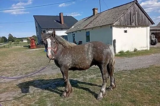 Sprzedam ogierka, Lubelskie, Pogranicze