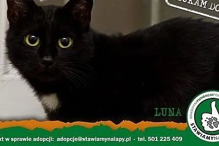 Luna. Fundacja Stawiamy Na Łapy,  małopolskie Kraków