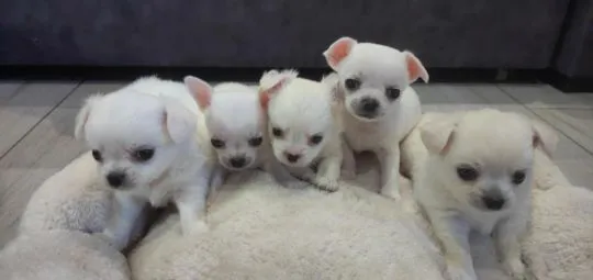 Prześliczne białe chłopaki chihuahua urodzone 19.06