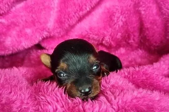 Yorkshire terrier suczki do rezerwacji, Kujawsko-pomorskie, Łążyn