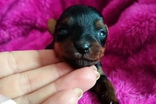 Yorkshire terrier suczki do rezerwacji, Kujawsko-pomorskie, Łążyn