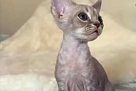 Devon Rex cudowny * Kocurek * bicolor liliowy pregowany