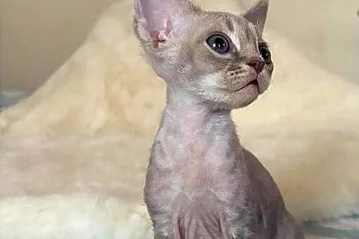 Devon Rex cudowny * Kocurek * bicolor liliowy pregowany