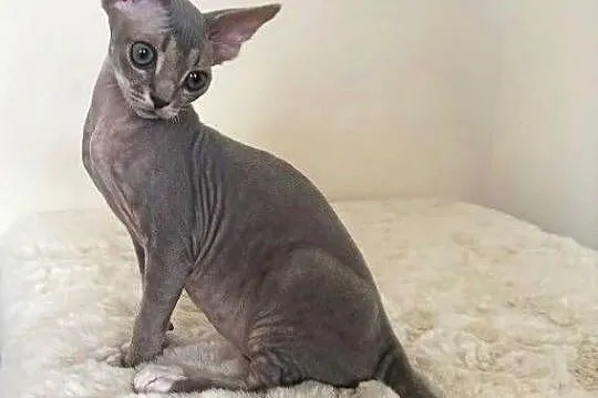 Devon Rex cudowny * Kocurek * bicolor liliowy pregowany, Śląskie, Ustroń