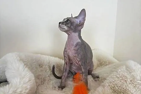 Devon Rex cudowny * Kocurek * bicolor liliowy pregowany, Śląskie, Ustroń