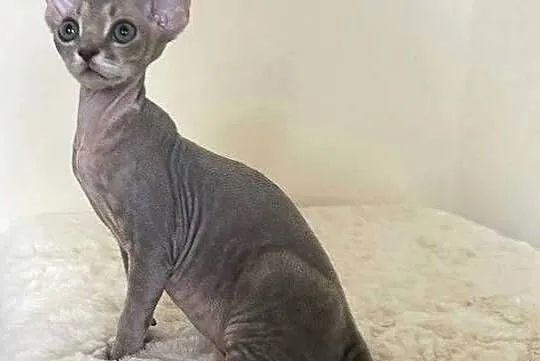Devon Rex cudowny * Kocurek * bicolor liliowy pregowany, Śląskie, Ustroń