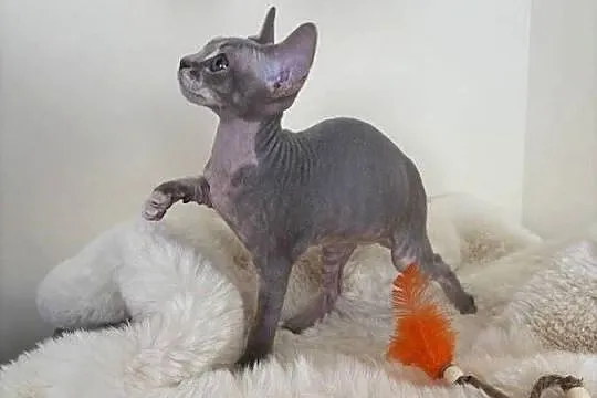 Devon Rex cudowny * Kocurek * bicolor liliowy pregowany, Śląskie, Ustroń