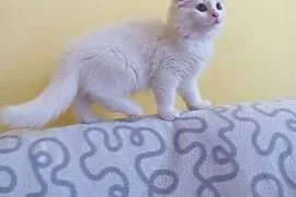 Śliczne kotki syberyjskie bialy i czarny,  Koty sy, cała Polska