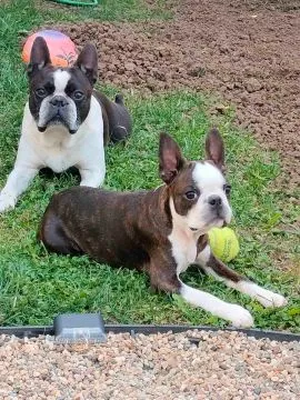 Boston terrier Piękne zarejestrowane szczenięta na sprzedaż, Mazowieckie, Warszawa