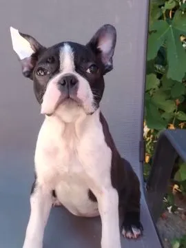 Boston terrier Piękne zarejestrowane szczenięta na sprzedaż, Mazowieckie, Warszawa