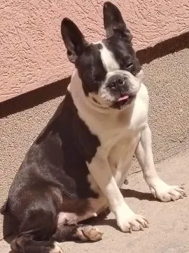 Boston terrier Piękne zarejestrowane szczenięta na sprzedaż, Mazowieckie, Warszawa