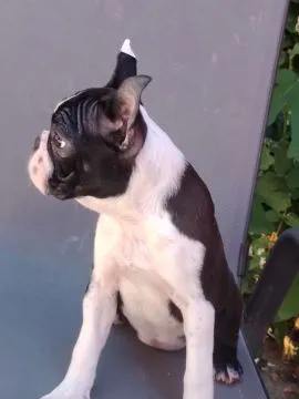 Boston terrier Piękne zarejestrowane szczenięta na sprzedaż, Mazowieckie, Warszawa