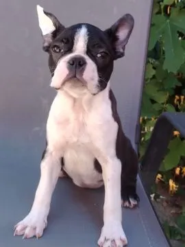 Boston terrier Piękne zarejestrowane szczenięta na sprzedaż