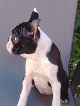 Boston terrier Piękne zarejestrowane szczenięta na sprzedaż, Mazowieckie, Warszawa