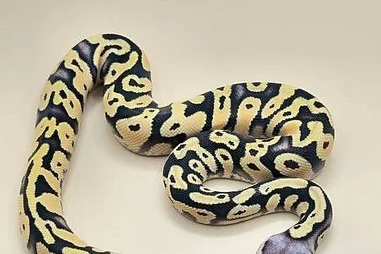 Pyton Regius 2026