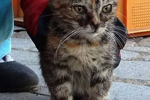 Coco czeka na domek i swojego człowieka,  mazowiec