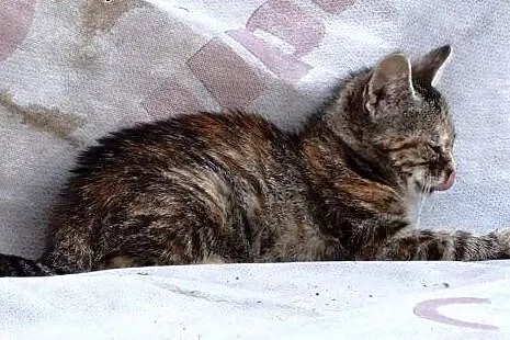 Coco czeka na domek i swojego człowieka,  mazowiec