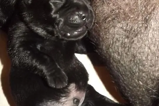Labrador Retriever szczenięta czarne i czekoladowe