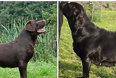 Labrador Retriever szczenięta czarne i czekoladowe