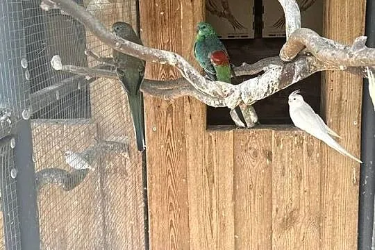 Faliste Nimfy Świergotki Rozelle, Lubuskie, Kadłubia