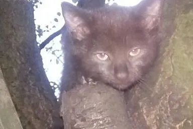 Pilne!!!!Kociaki do oddania,  dolnośląskie Wrocław