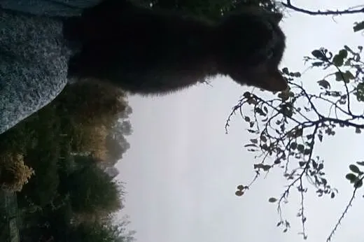 Pilne!!!!Kociaki do oddania,  dolnośląskie Wrocław