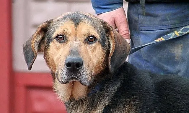 WICHER - potomek ogara polskiego do adopcji