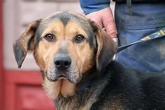 WICHER - potomek ogara polskiego do adopcji