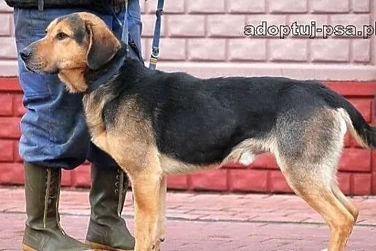 WICHER - potomek ogara polskiego do adopcji