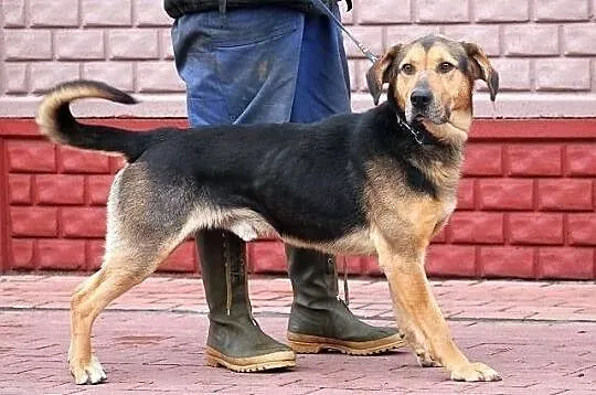 WICHER - potomek ogara polskiego do adopcji