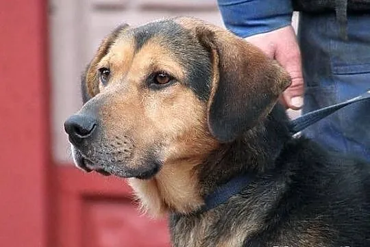 WICHER - potomek ogara polskiego do adopcji