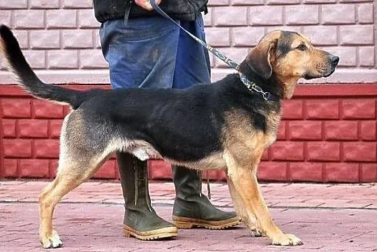 WICHER - potomek ogara polskiego do adopcji