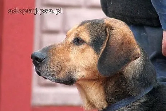 WICHER - potomek ogara polskiego do adopcji