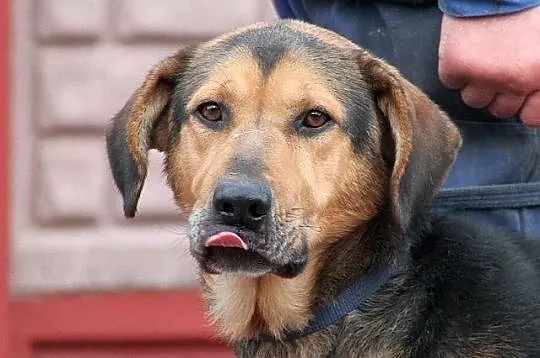 WICHER - potomek ogara polskiego do adopcji