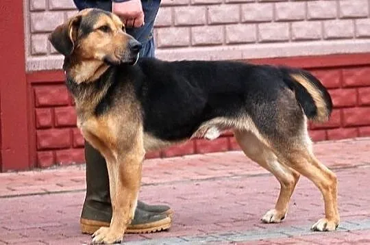 WICHER - potomek ogara polskiego do adopcji