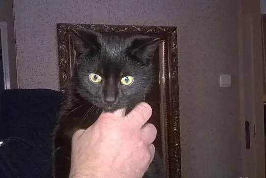 Kotek szuka domu