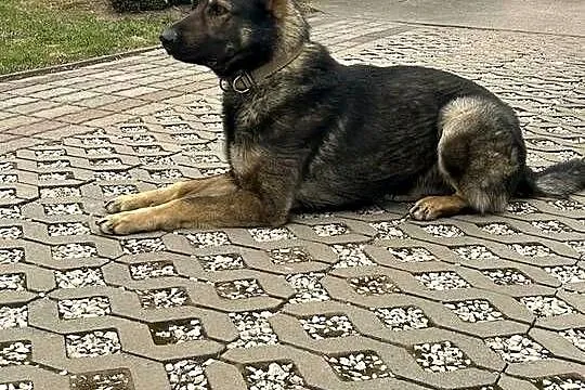 sprzedam psa ON linia użytkowa, Mazowieckie, Chynów
