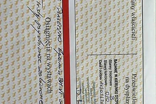 sprzedam psa ON linia użytkowa, Mazowieckie, Chynów